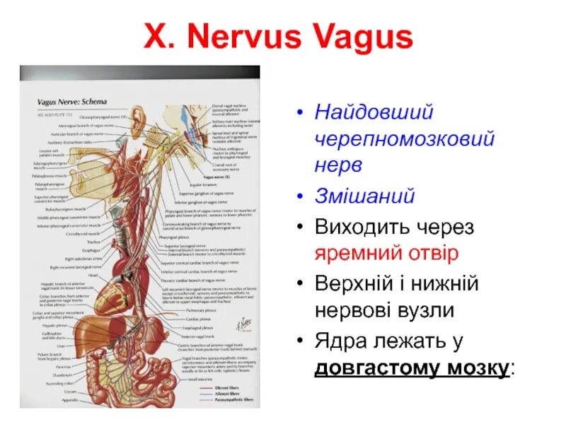 Блуждающий нерв отзывы. Вагус нерв. Нервус вагус блуждающий нерв. Блуждающий нерв расположение ядер. Nervus Vagus схема.