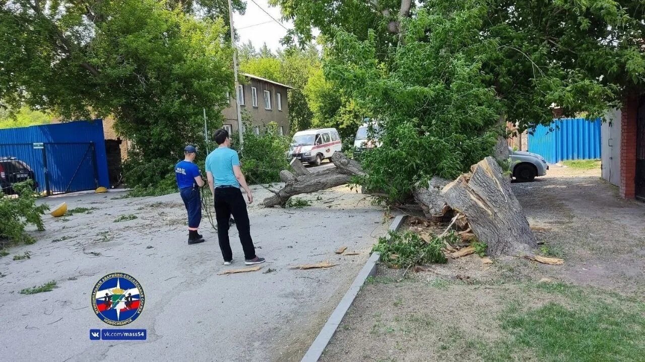 Упавшее дерево. Ветка на дороге. Улица с деревьями. Упавшее дерево в городе. Произошла неприятная ситуация