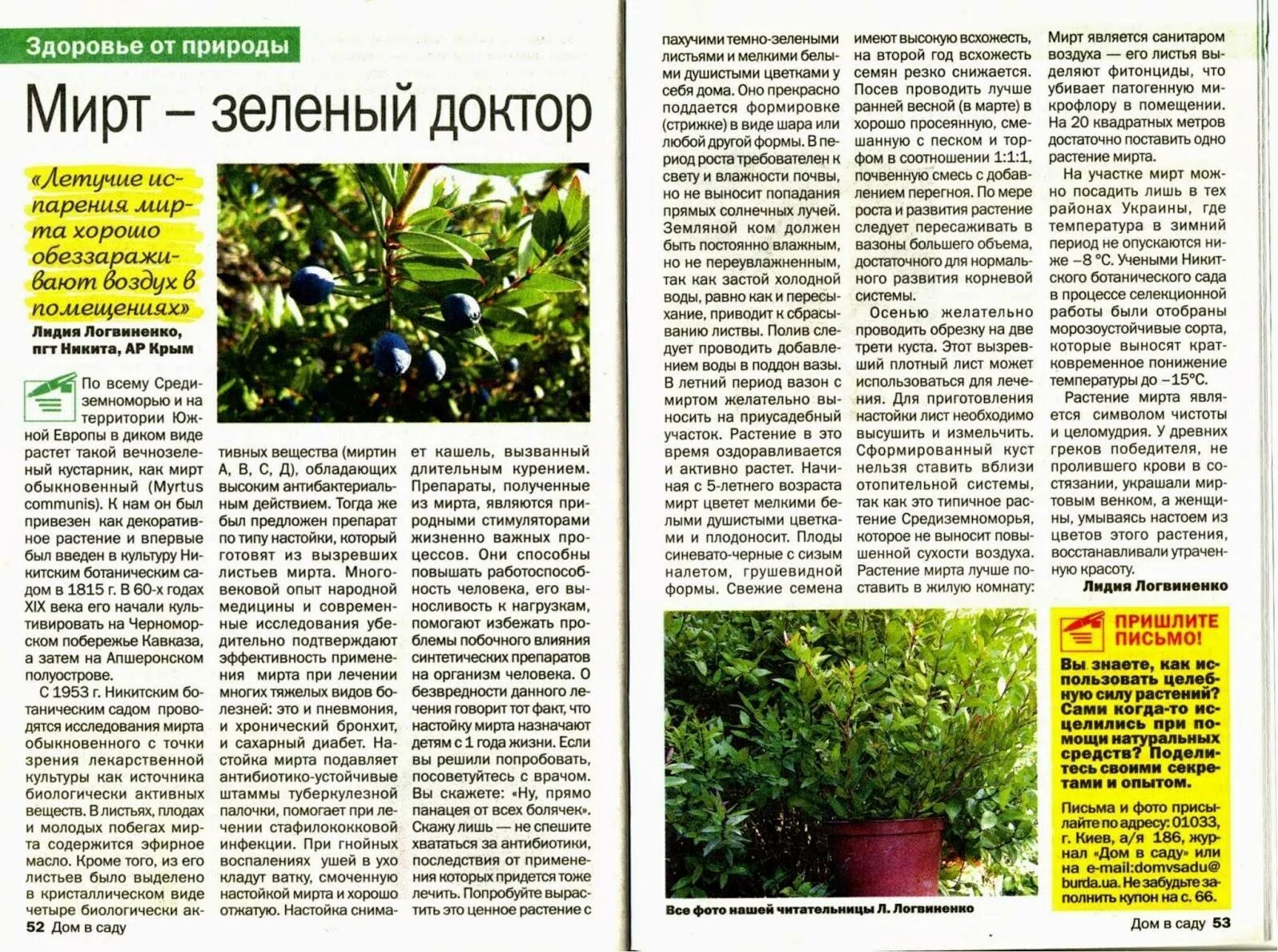 Болотный мирт обыкновенный. Мирт применение. Фикус мирт. Мирт коммунис штамбовый. Мирт применение.
