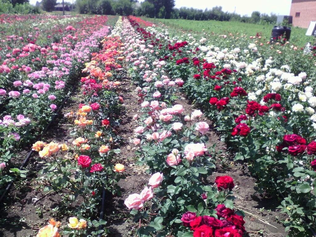 Саженцы роз отзывы покупателей. Питомник Долина роз Краснодарский. Питомник роз Вельяминово Истра. Гарден клад питомник роз. Питомник Штепа розы саженцы.