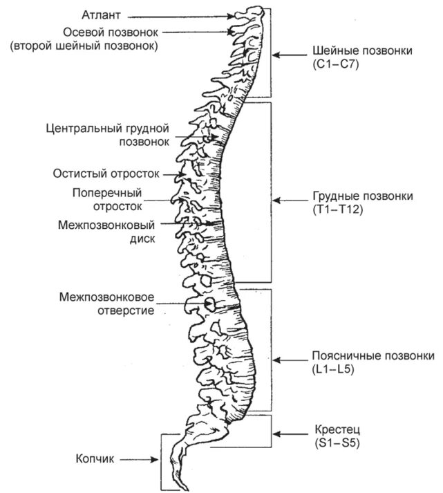 Позвонки l1 th7. 12 Грудной позвонок и 1 поясничный позвонок. Позвонок строение и нумерация. Th5-th12 позвонка.