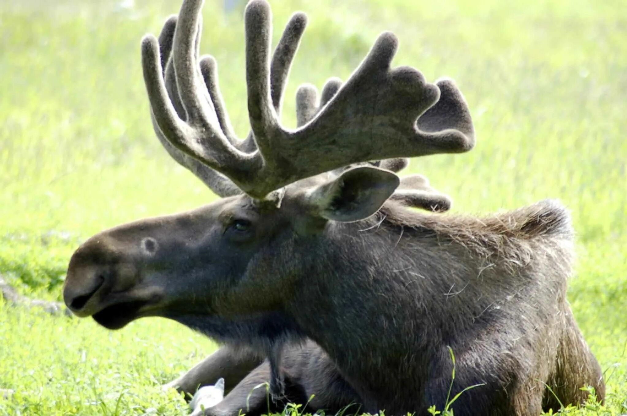 Лось домашний фото. Кавказский лось alces alces caucasicus. восточносибирский лось. alces americanus. бунвильколь лось.