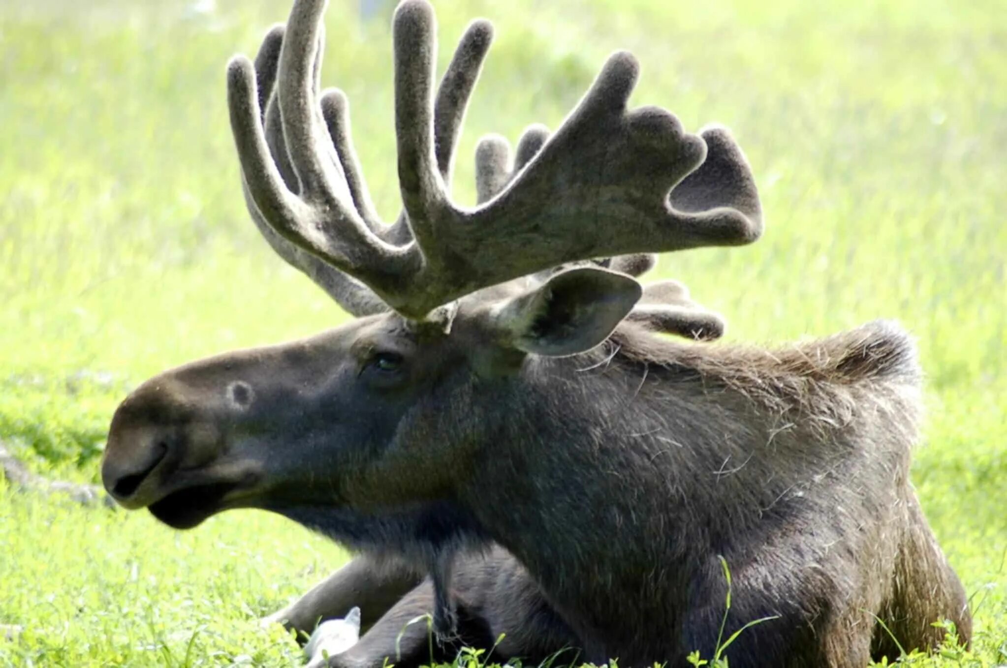 Музыка лося. Alces americanus. Восточносибирский Лось. Европейский Лось. Безрогий Лось.