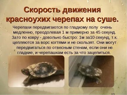 Сколько времени черепаха проводит под водой