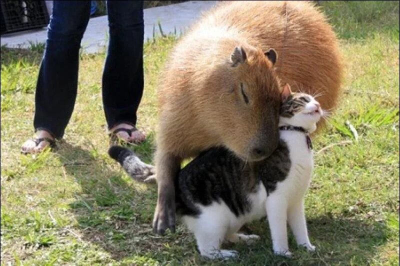 Capybara 1.19 2
