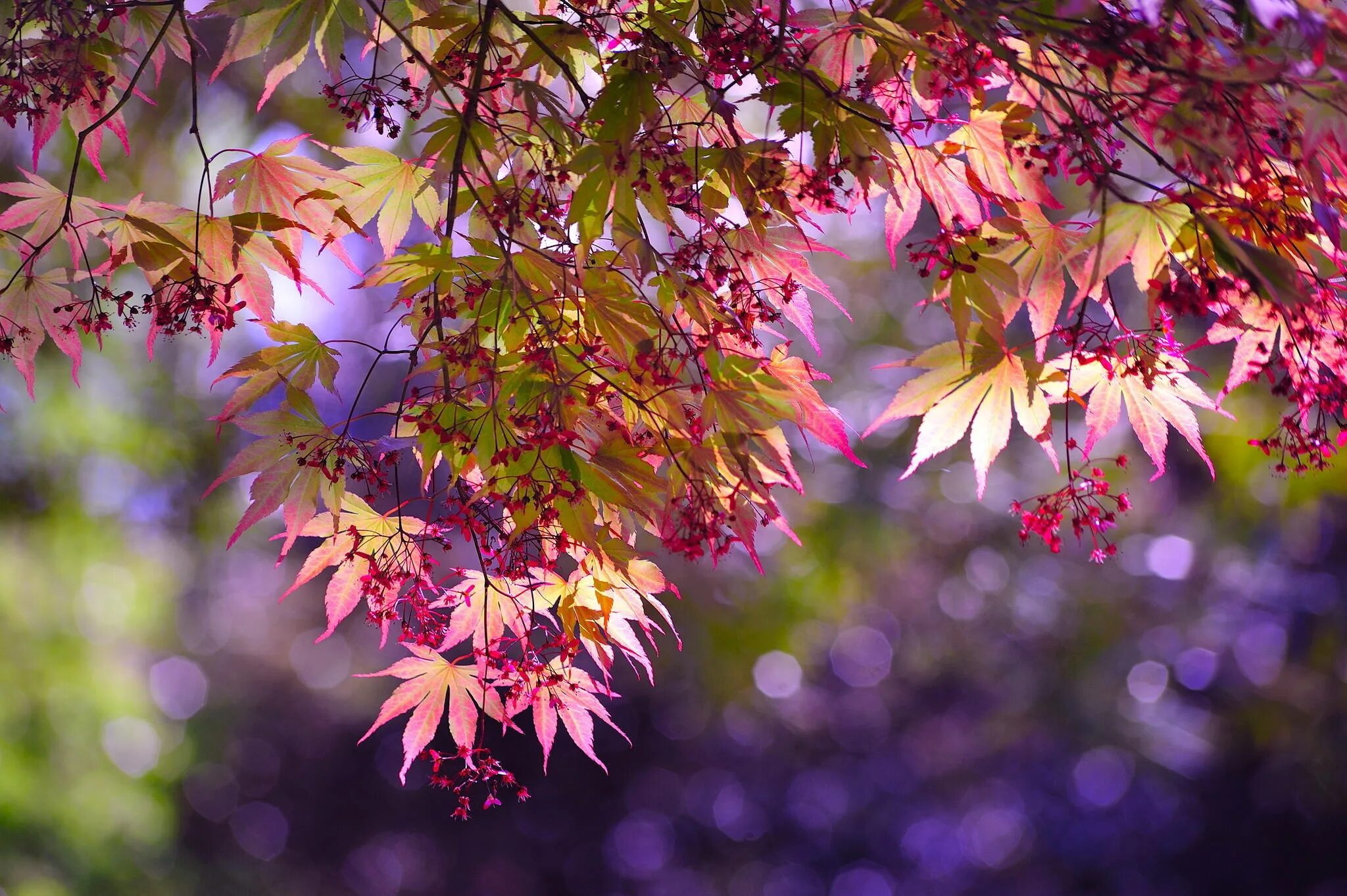 Осень. Осенняя листва. Осенние цветы. Красивые листья деревьев. Осенние цветы природа