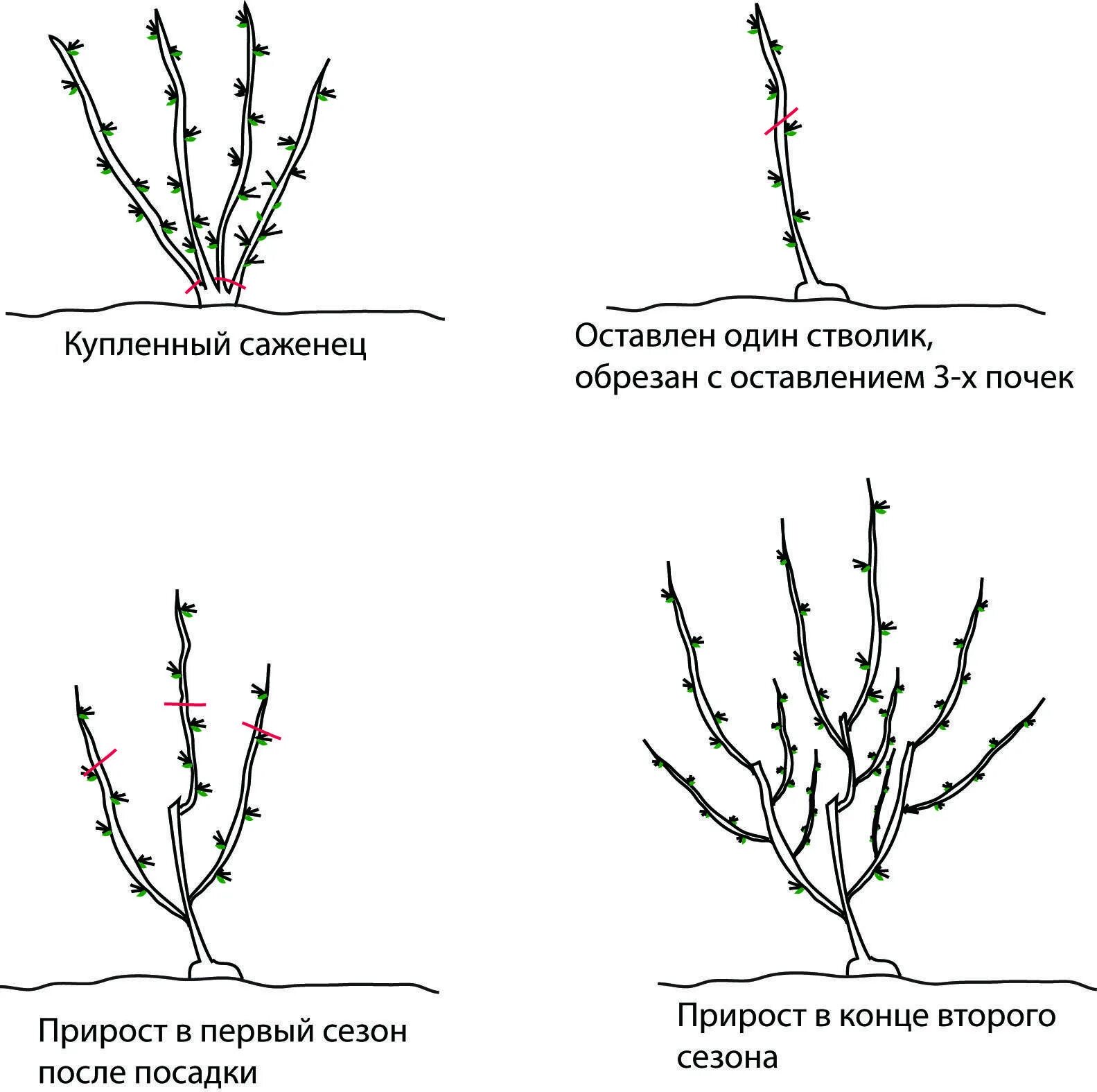 Формирование куста смородины весной. Формировка куста крыжовника. Обрезка смородины и крыжовника осенью. Схема обрезки крыжовника осенью.