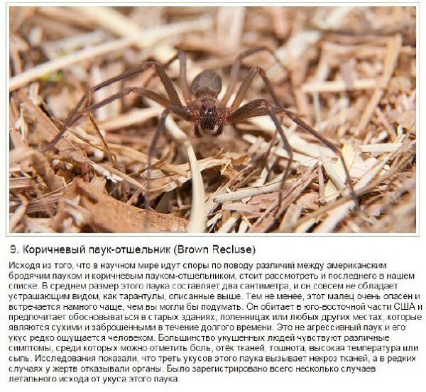 Паучий источник читать содержание
