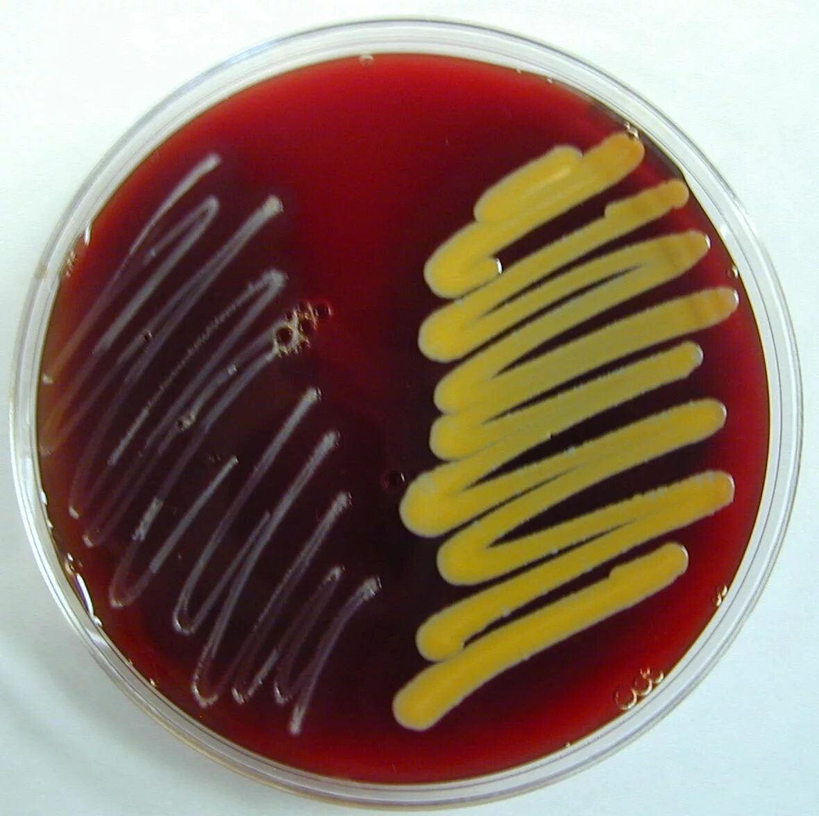 Pseudomonas Fluorescens колония. Pseudomonas aeruginosa на среде Эндо. Псевдомонас аэругиноза на среде Эндо.