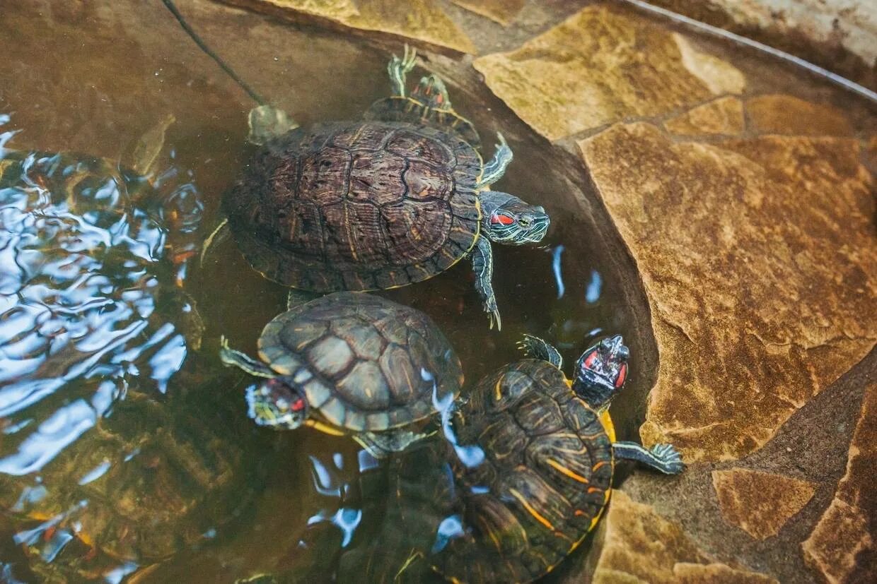Черепаха пресмыкающая. Красноухая речная черепаха. Куда отдать черепаху. Чёрные маленькие черепахи живые. Мускусная черепаха.