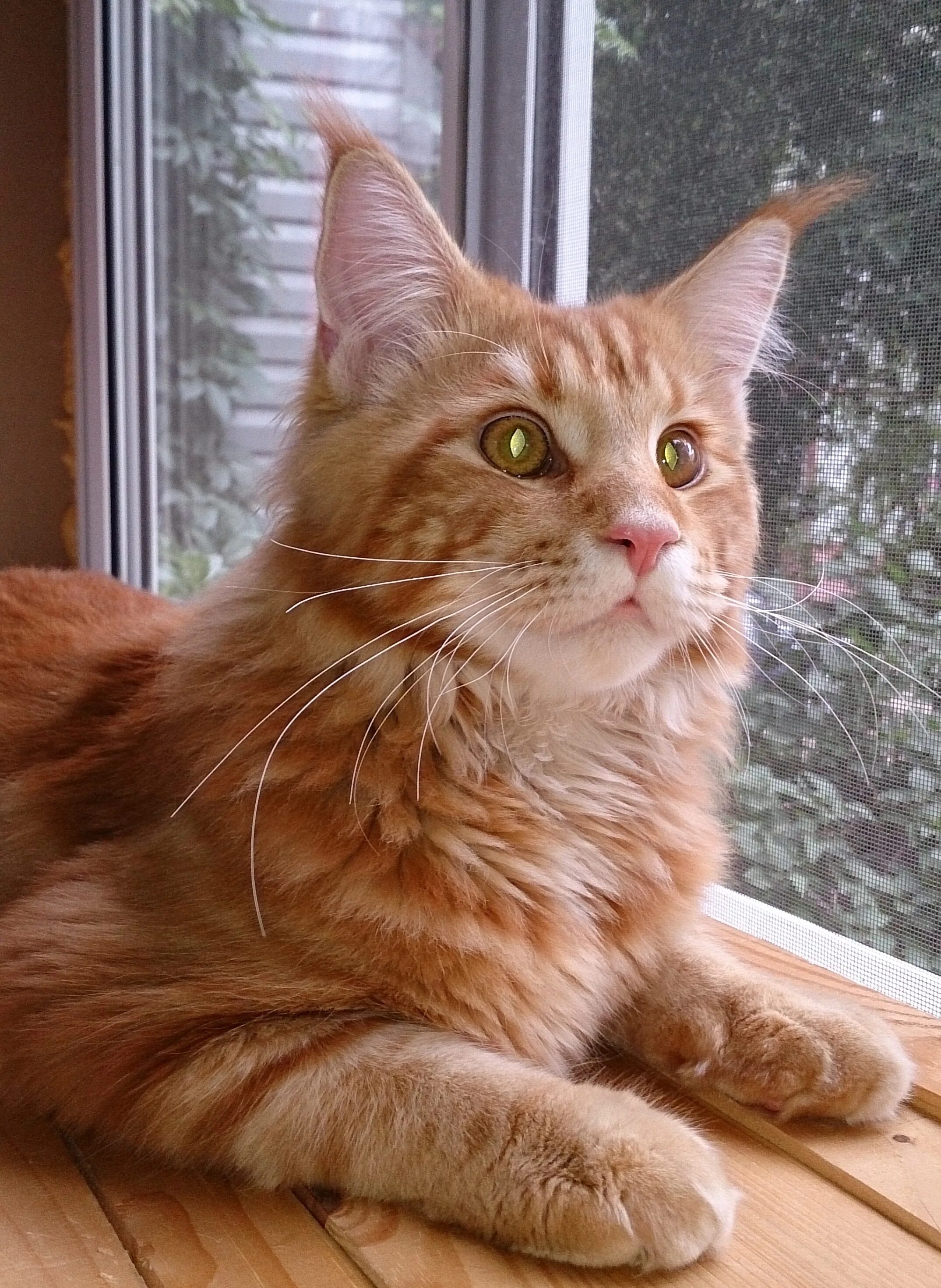 кунах омск. мейн кун моцарт. кунах омск. кунах омск. кунах омск.