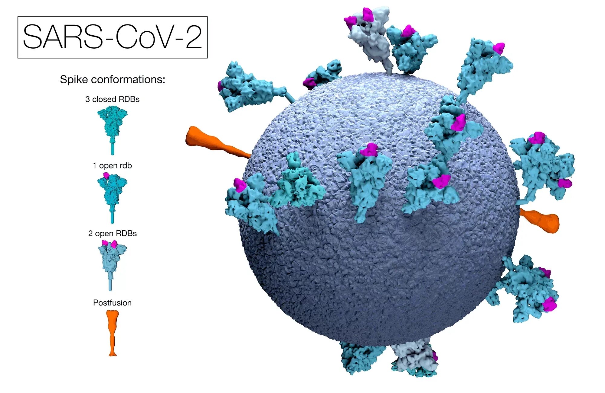 Sars 2 вакцина. Spike Protein SARS cov 2. Спайк протеин. Covid Spike Protein. SARS-cov-2 Spike RBD.