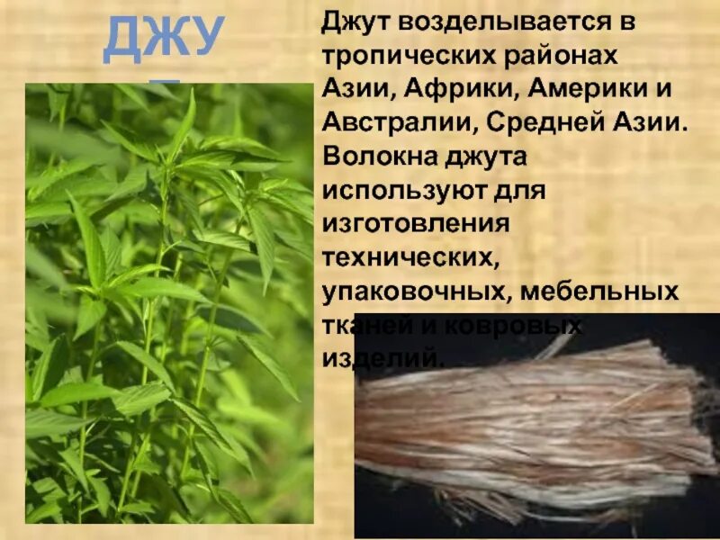 Растения которые используют для тканей. Джутовое растение. джут волокно. растения для производства тканей. джут волокно растение.