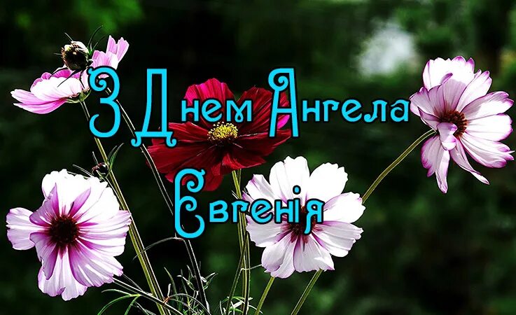 День евгении картинки. Именины Евгении. С днем ангела Евгению. Открытки с именинами Евгении. Открытки с днем ангела Евгений.