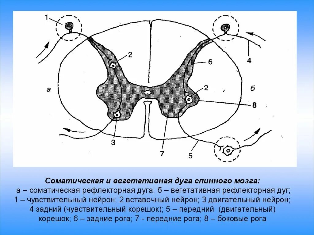 Какие нейроны в рогах спинного мозга. – Схема соматической спинномозговой рефлекторной дуги. Схема рефлекторной дуги спинномозгового рефлекса. Рефлекторная дуга соматического спинального рефлекса. Рефлекторная дуга спинального рефлекса схема.