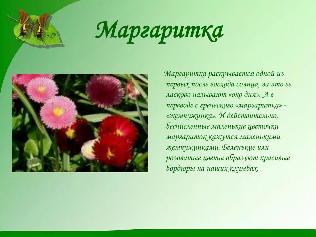 Цветы лета рассказ. Легенда о Маргаритке. Легенды о цветах маргаритки. Сообщение о цветах. Презентация о цветах.