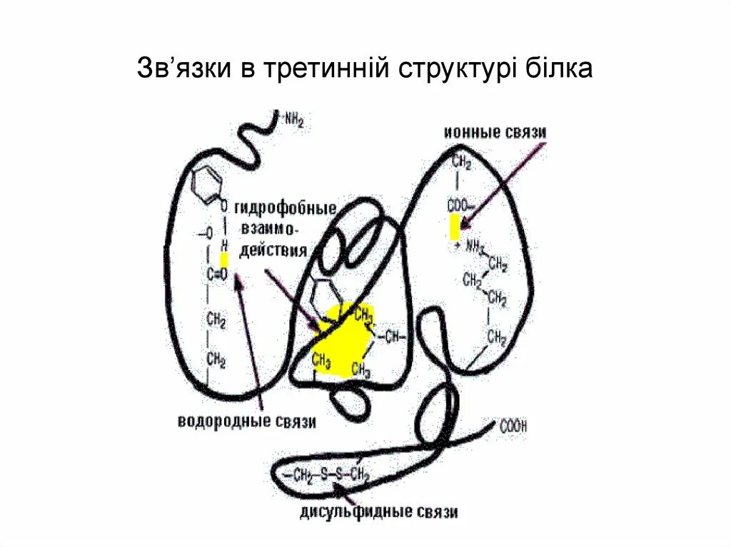 Связи стабилизирующие третичную структуру белков. Связи стабилизирующие третичную структуру белка. типы связей стабилизирующих третичную. виды связей стабилизирующие структуру белковой молекулы. третичная структура фермента.