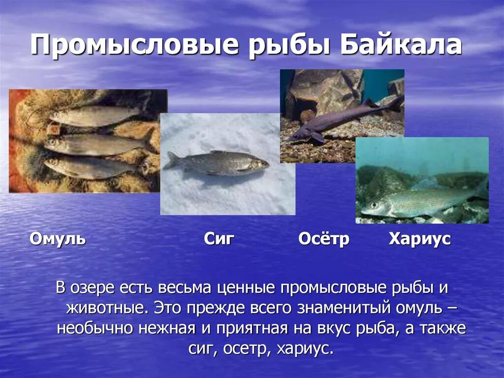 Какая рыба водится в озере. Рыбы обитающие в озере Байкал. Рыбы обитающие в Байкале. Рыбы озера Байкал для детей. Какая рыба водится в Байкале.