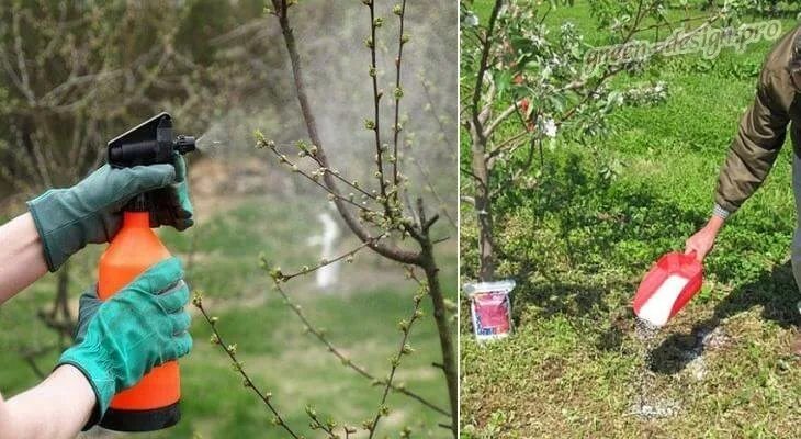 Чем подкормить деревья и кустарники весной. Весенняя подкормка деревьев и кустарников. Весенняя подкормка плодовых деревьев. Подкормка плодовых деревьев и кустарников весной. Подкормка плодовых деревьев весной удобрениями.