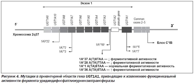 Синдром доброкачественной гипербилирубинемии. Синдром жильбера ugt1a1. Наследственные гипербилирубинемии. Ингибиторы ugt1a1. Доброкачественная гипербилирубинемия показатели лабораторные.
