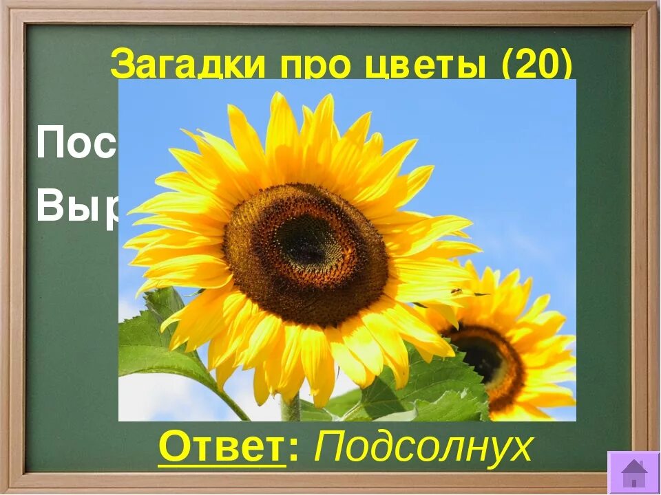 Отгадай загадку белая корзинка золотое донце. Загадка про подсолнух. Загадка про подсолнух для детей. Загадка про подсолнечник. Загадка про подсолнечник для детей.