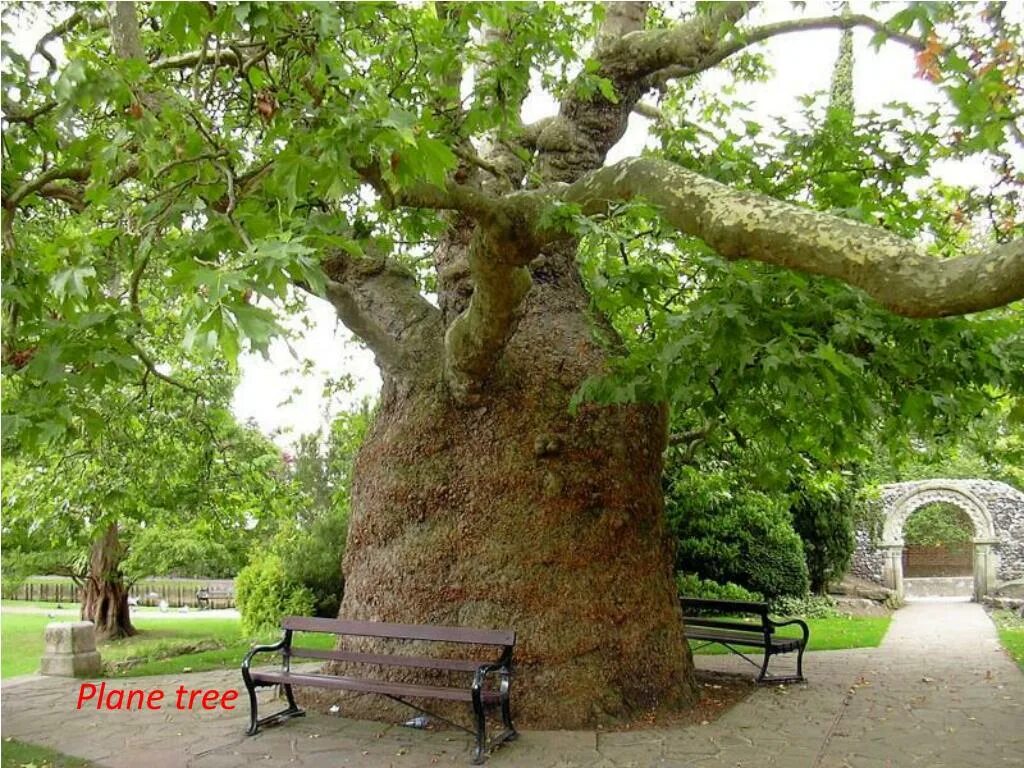 Что такое чинара. Платан Чинара дерево. Дерево Платан в Турции. Платан Восточный (Platanus orientalis). Платан Восточный (Чинар).