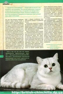 Шиншилла характер