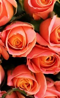 Rose телефон