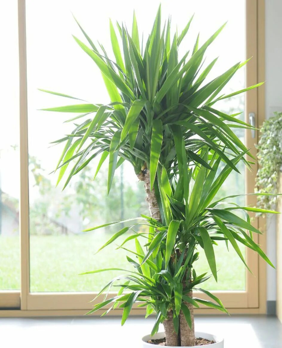 Юкка пальма 150 см. Цветы юкка драцена. Пальма юкка. Пальмовая юкка. Драцена юкка.