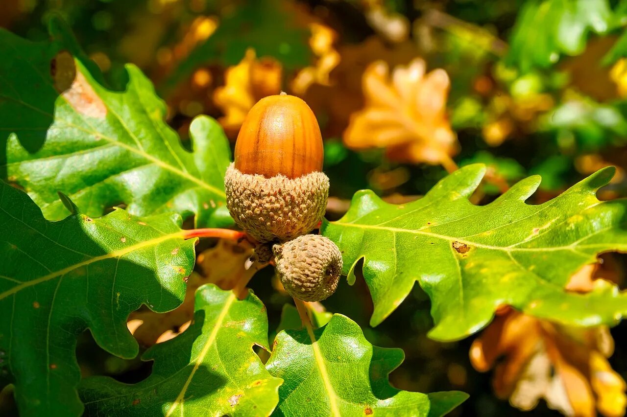 дубовый орех. каштан плод желудь. орех, фундук желудь. дуб красный желуди. дуб орех.