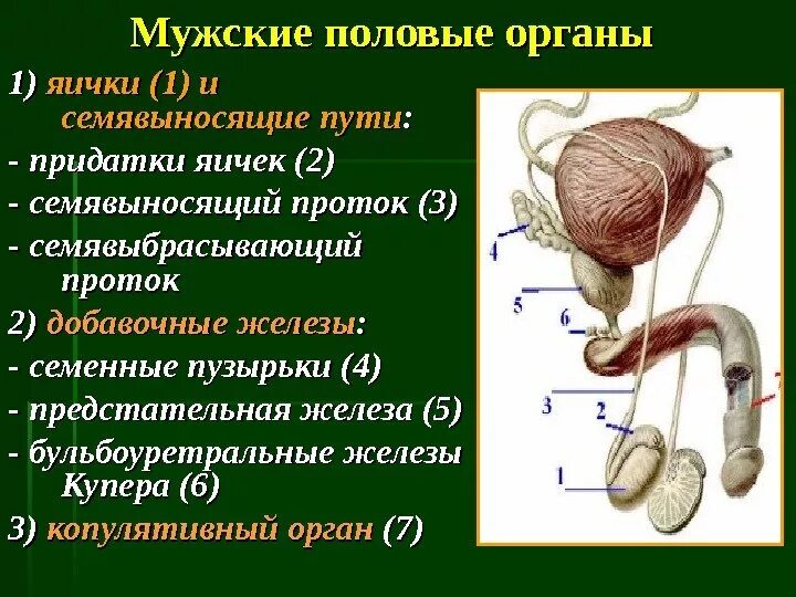 Сколько органов у мальчиков