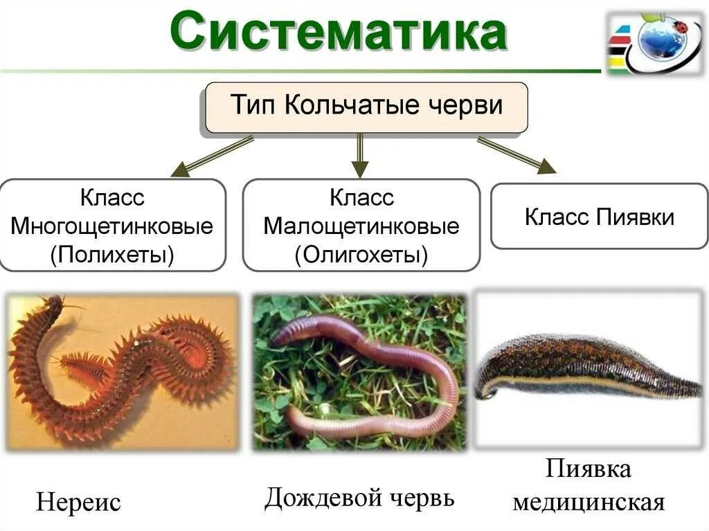 Тип кольчатые черви класс Малощетинковые черви класс пиявки. Кольчатые черви таксономия. Класс кольчатых червей Тип многощетинковые. Биология 7 класс типы кольчатых червей.