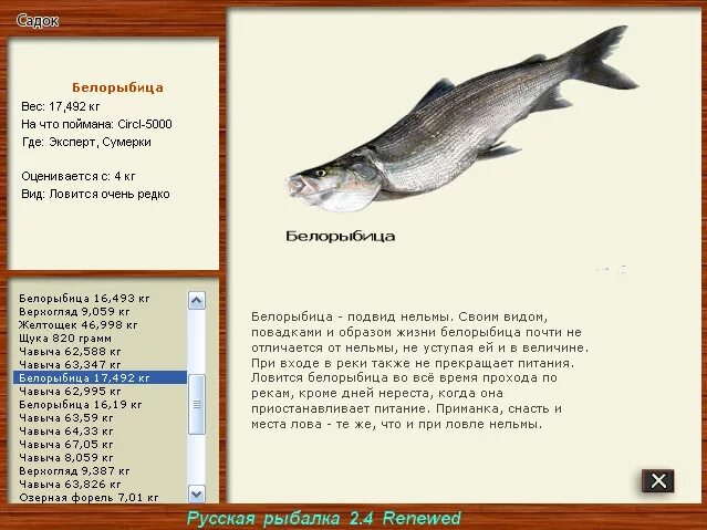 Чавыча белорыбица. Чавыча рыба. Белорыбица каспийская. Камчатская рыба белорыбица. Лососей, горбуша, нерка,.