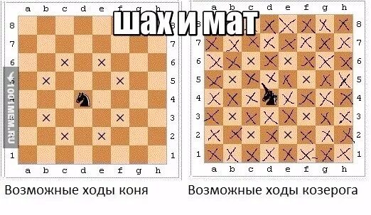 возможные ходы коня