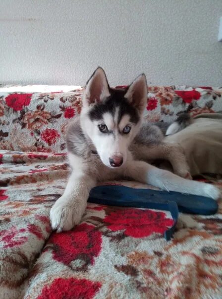 Хаски три месяца. Щенки хаски 3 дня. Хаски 03. Хаски в месяц фото как выглядит. Хаски 03.