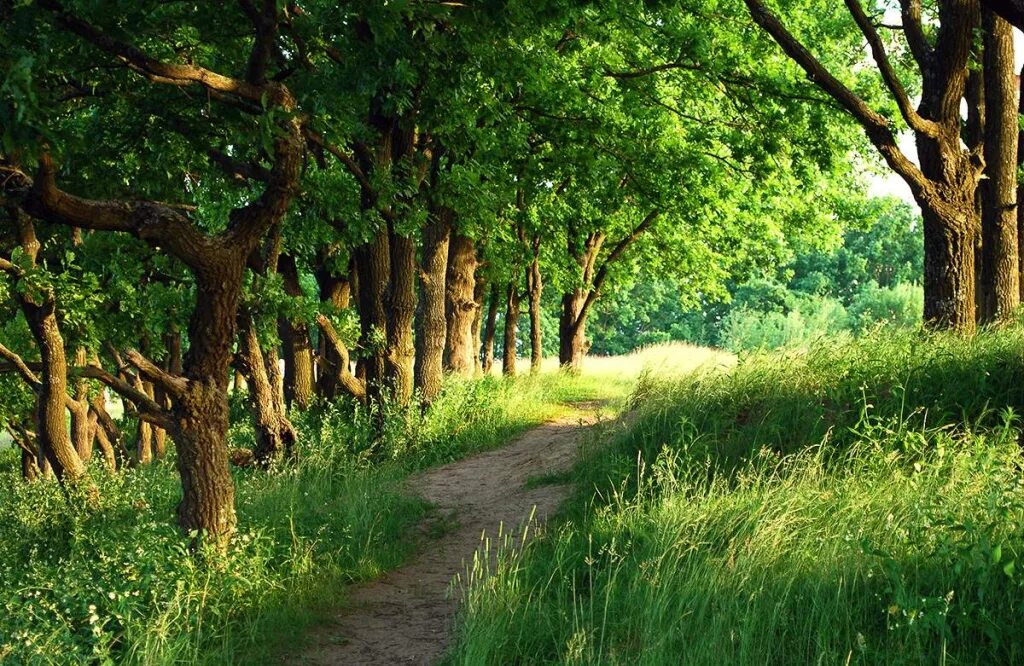 стих простите верные дубравы. пушкин простите верные дубравы стихотворение. усадьба михайловское изложение. репин осень в михайловском. простите верные дубравы пушкин.