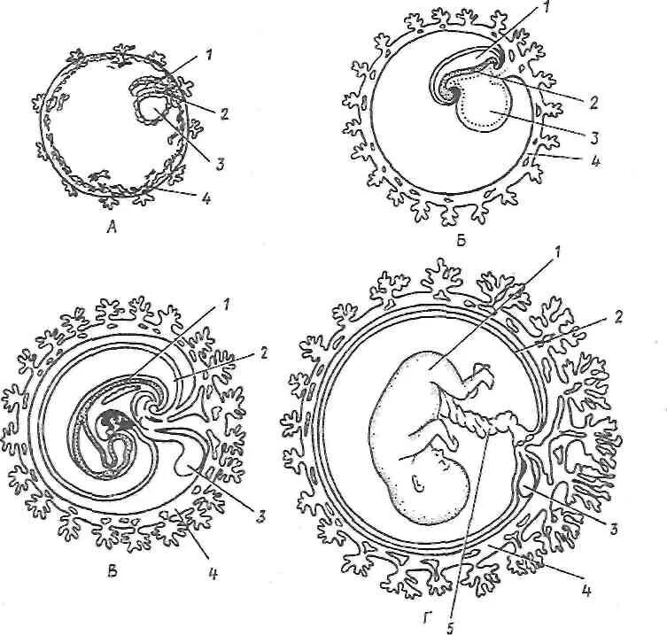 Появление амниона и других зародышевых оболочек. Схема развития эмбриона человека. Схема развития зародышевых оболочек. Развитие эмбриона и зародышевых оболочек. Формирование амниона у зародыша человека.