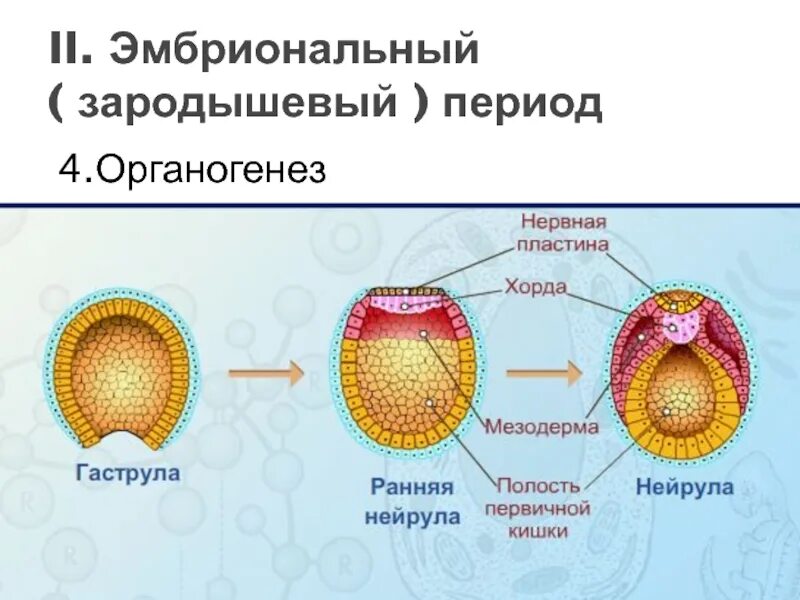 Эмбрионогенез органогенез. Онтогенез строение нейрулы. Зигота гаструла. Органогенез производные зародышевых листков.