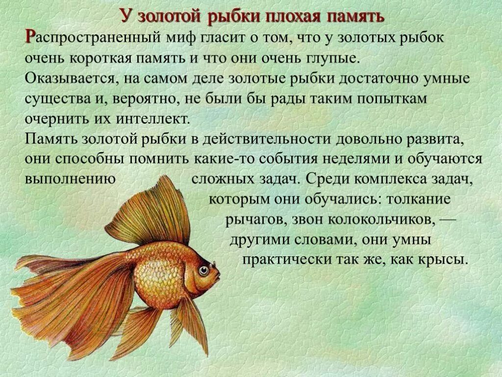 Память у рыб. У рыб самая короткая память. Золотая рыбка память 3 секунды. Память у рыб 3 секунды.