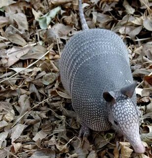 Armadillo's