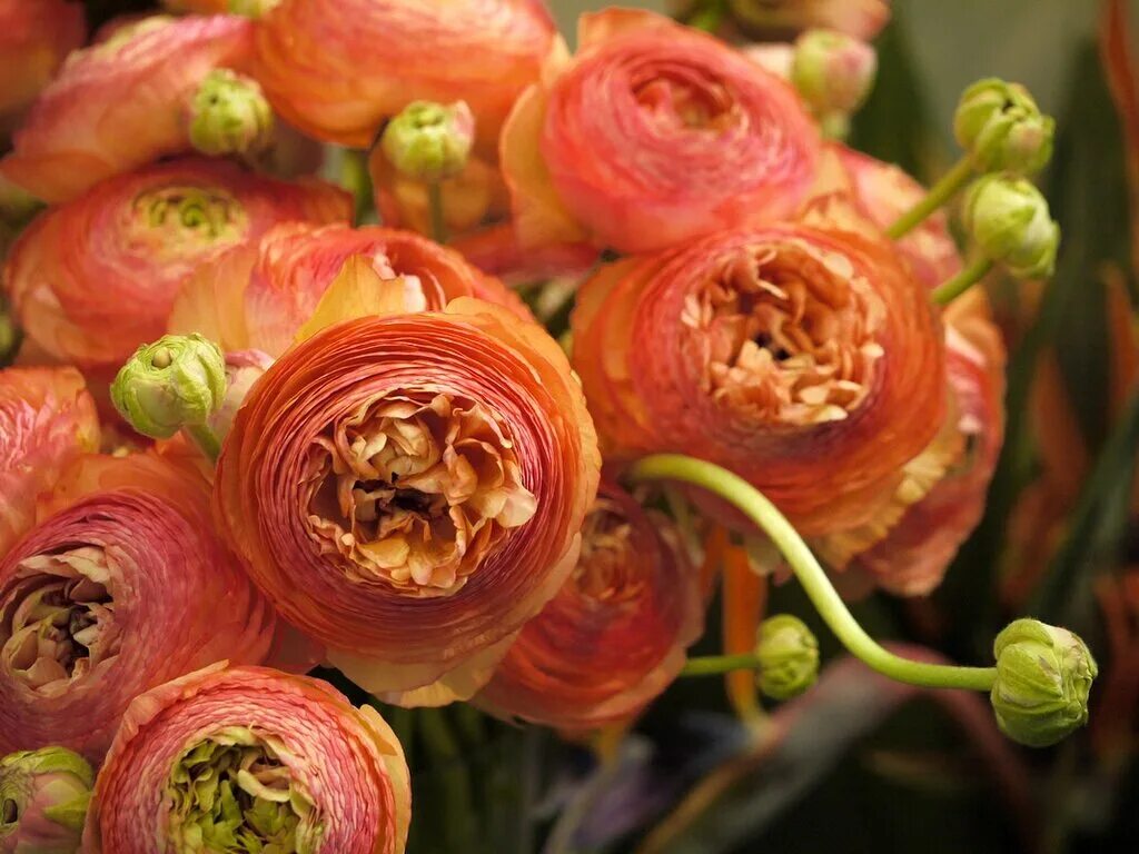 Цветы лютики ранункулюсы