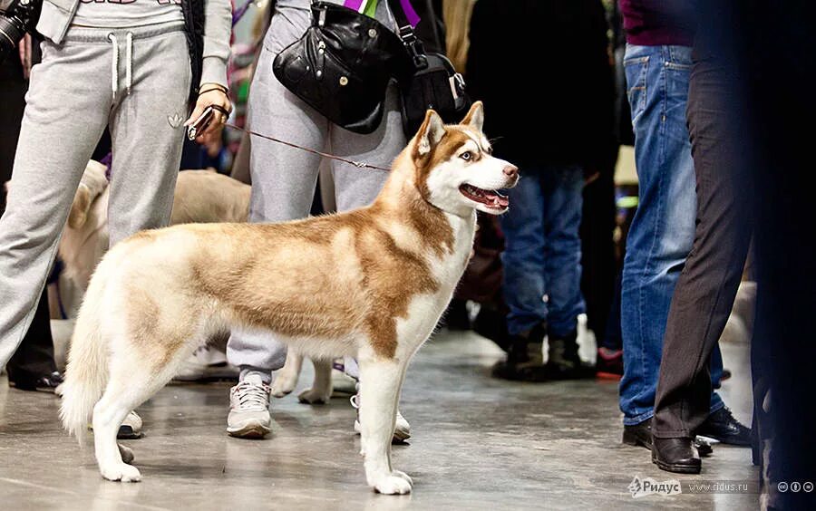 Жизнь с 9 хаски. Ohrid выставка собак. Вестминстер выставка собак. Выставка собак 20. Выставка собак метисов в москве 2021.