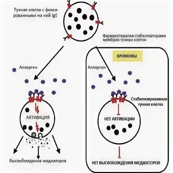 Кромоны стабилизаторы мембран тучных клеток. Стабилизаторы мембран тучных клеток механизм действия. Стабилизаторы мембран тучных клеток для кальция. Стабилизаторы мембран тучных клеток Кромоглициевая кислота. Препараты стабилизаторы мембран клеток