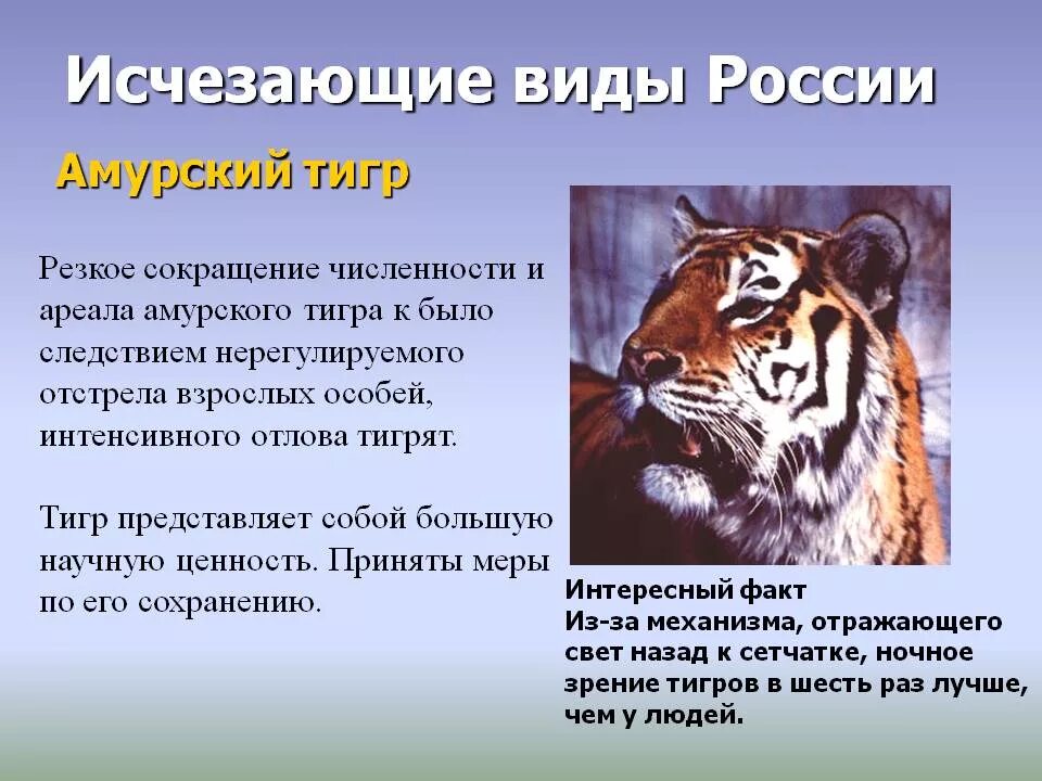 Рассказ про Амурского тигра. Рассказ при Амурского Тигоа. Рассказ о Амурском Тигре. Редкие и исчезающие виды животных.