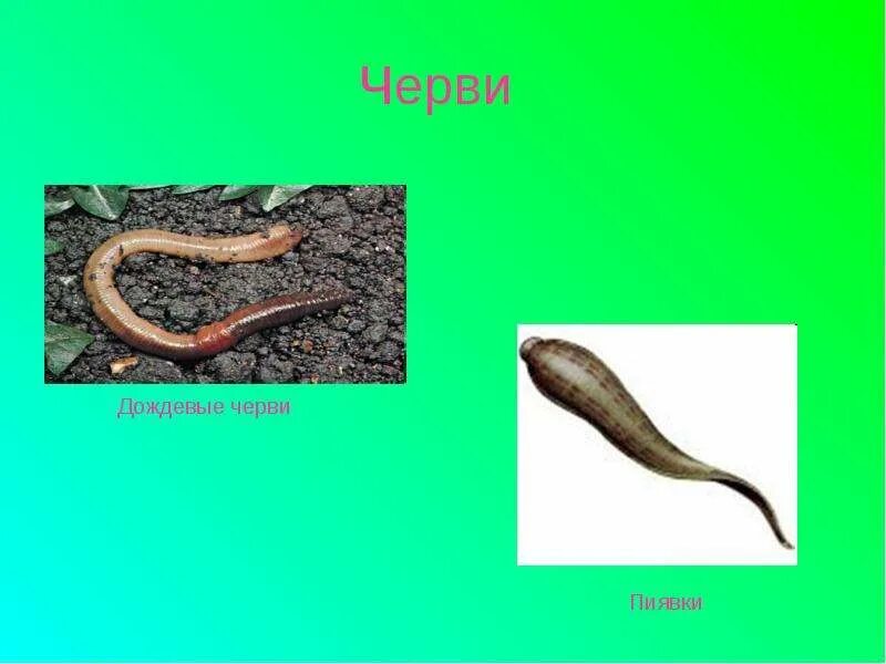 Черви зоология. Беспозвоночные животные черви. Черви 3 класс окружающий мир. Разнообразие животных черви. Беспозвоночные животные тип кольчатые черви.