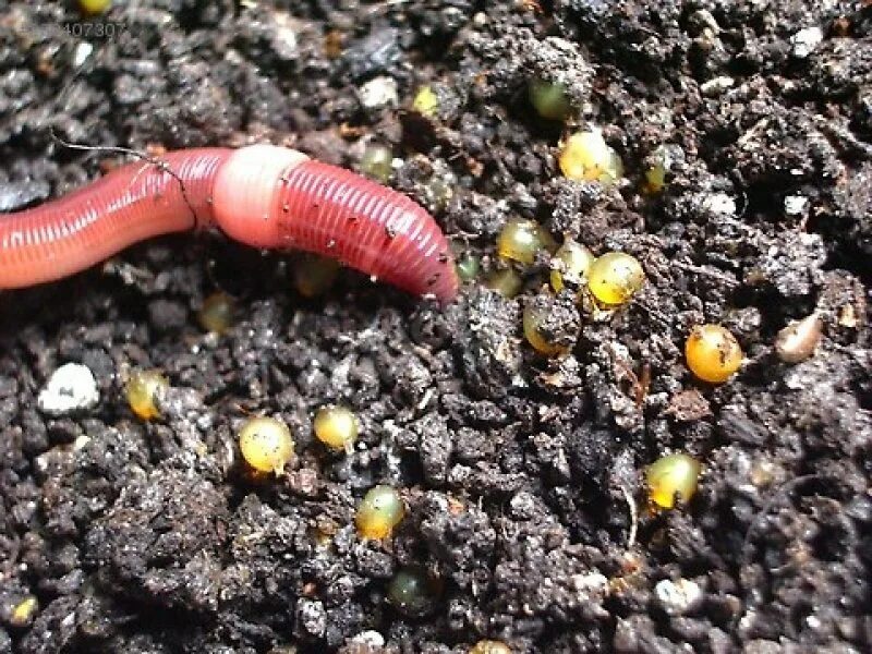 Черви весной. Личинки дождевых червей. Личинка дождевого червя. Личинка червяка дождевого. Личинки земляного червя.