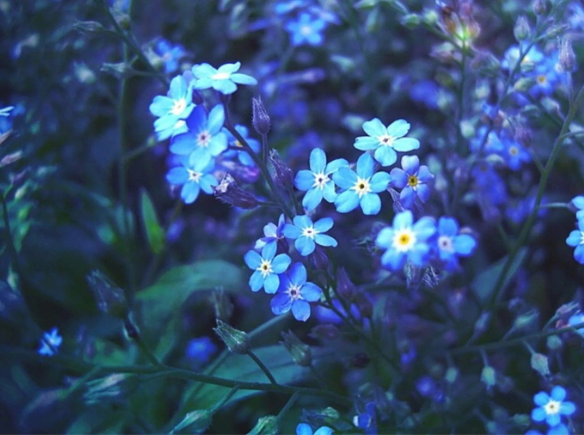 Мелкие цветы голубого цвета. Незабудка фиолетовая. Незабудка гибридная. Голубые цветы незабудки. Мелкие синие цветы.