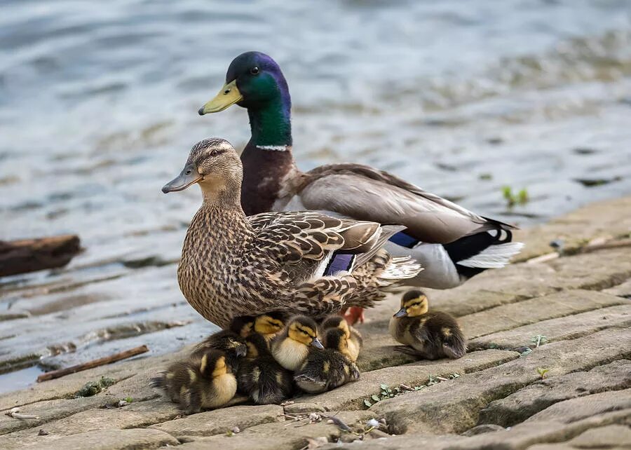 белолицая древесная утка. малыш в семействе утиных 5 букв. утка с утятами. семья уток. малыш в семействе утиных 5 букв.