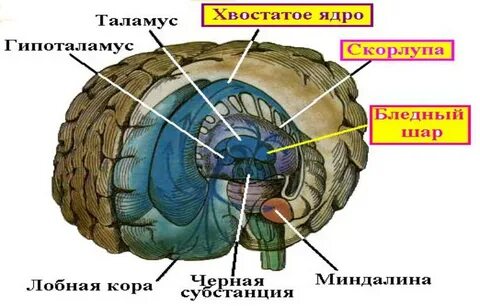 Ядро механизма геншин
