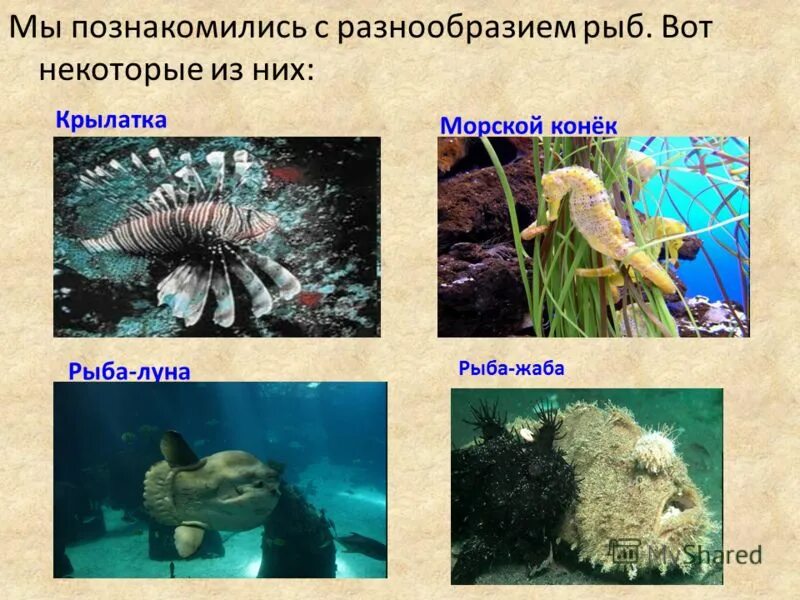 Многообразие рыб 7 класс. Многообразие рыб презентация. Сообщение о разнообразии рыб. Презентация по биологии на тему многообразие рыб. Доклад на тему многообразие рыб.